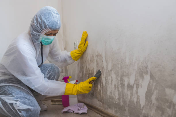 Mold Odor Removal Services in Macedonia, OH